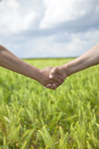 Farmers handshake in green wheat field. — Stock Photo, Image