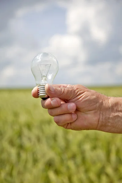 La mano del agricultor mantiene la lámpara en el campo de trigo verde . —  Fotos de Stock
