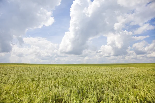 Зелене пшеничне поле і блакитне небо пейзаж — стокове фото