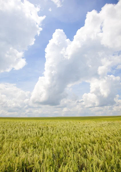 Campo di grano verde e cielo blu paesaggio — Foto Stock
