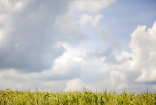 Campo de trigo verde y paisaje cielo azul — Foto de Stock