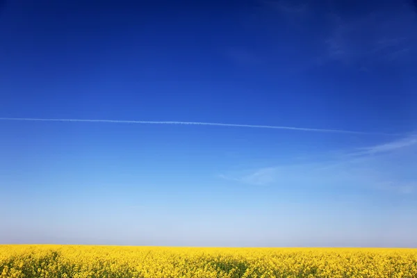 Rape field and clouds in sky. — Stock Photo, Image