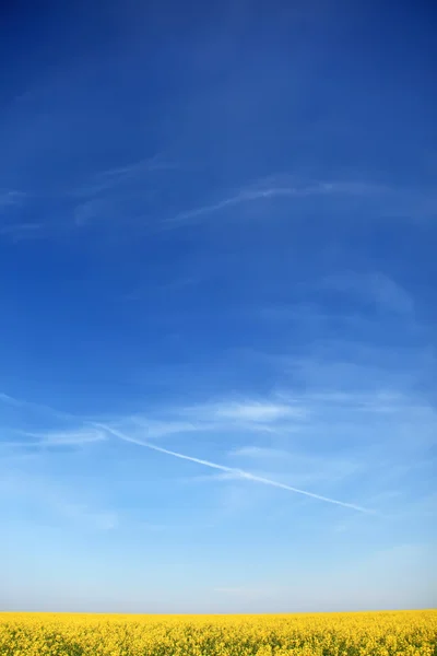 Rapsfeld und Wolken am Himmel. — Stockfoto