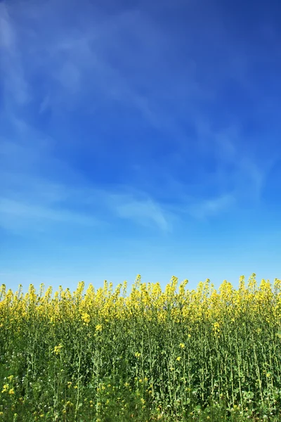 Rape field and clouds in sky. — Stock Photo, Image