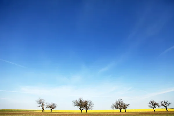 Wolken über trockenen Bäumen in der Nähe von Rapsfeld — Stockfoto