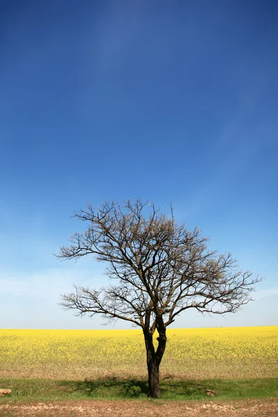 Дерево в летнем поле — стоковое фото