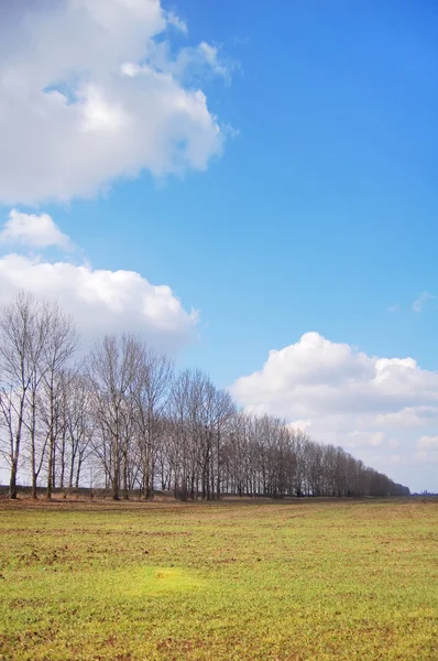 Träd i fältet våren — Stockfoto