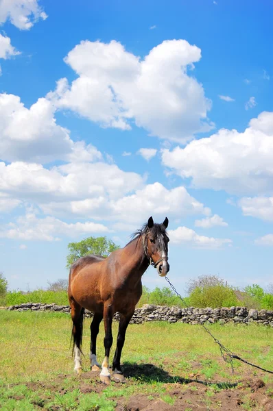 Horse at field — Stock Photo, Image