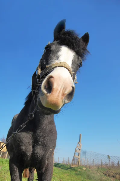 Śmieszne konia — Zdjęcie stockowe