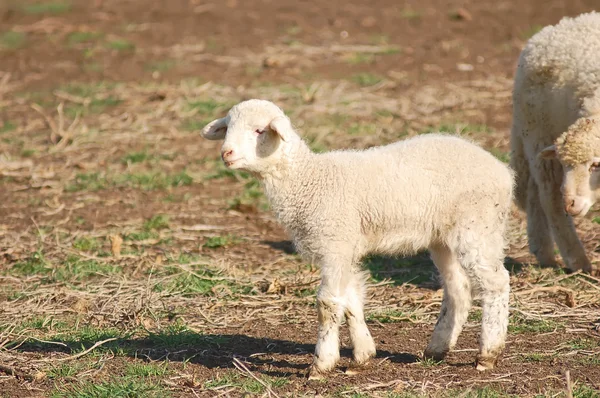 Милые овечки — стоковое фото