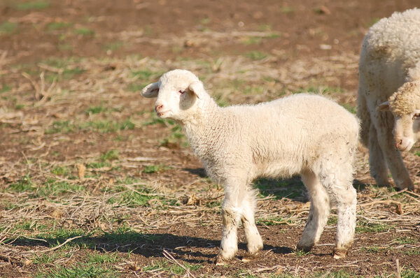 Cute baby sheep