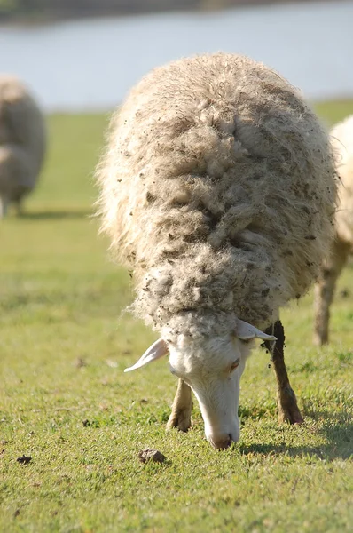 После этой зимы овцы на пастбище зеленой травы — стоковое фото