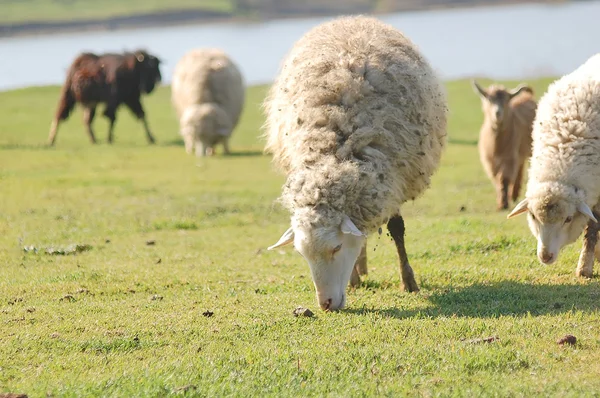 Po tomto zimní ovčí pastvině zelené trávy — Stock fotografie