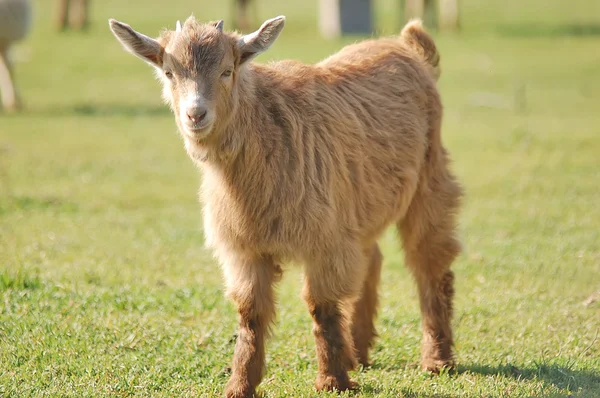 Ładny noworodek owca — Zdjęcie stockowe