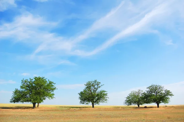 Tři stromy v poli letní — Stock fotografie