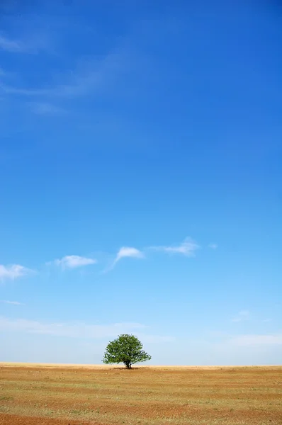 Träd i fältet sommaren — Stockfoto