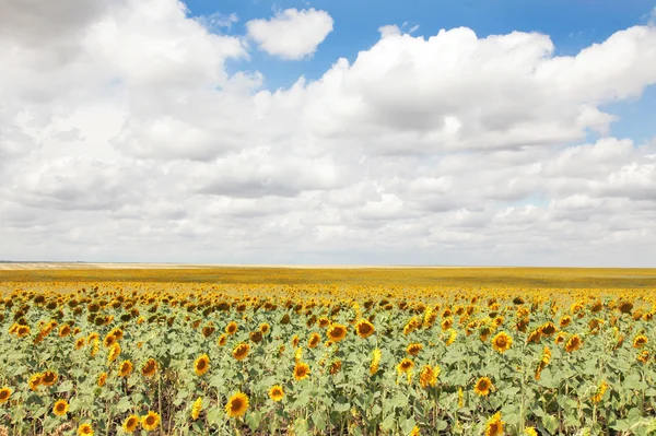 Field of sunflowers and blue sun sky — Stock Photo, Image