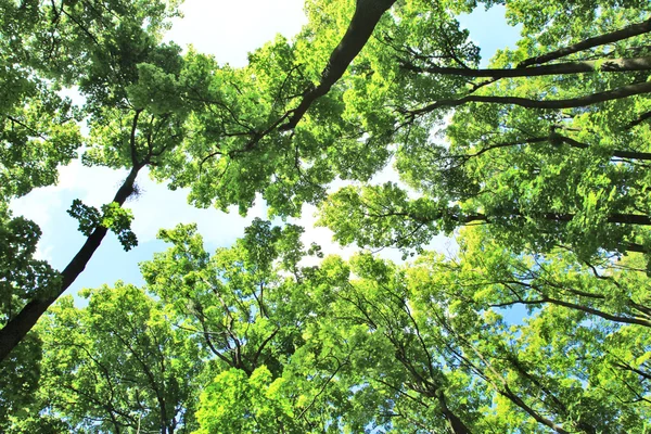 Olhando para as árvores da posição do solo através de lentes largas — Fotografia de Stock