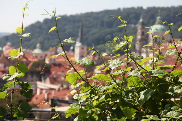 Praha - Staré město — Stock fotografie
