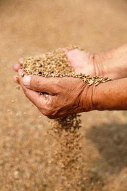 Wheat and hands of the old farmer clipart