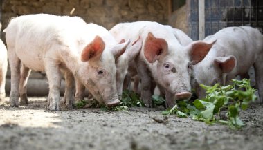 Ukraynalı çiftlik domuzları