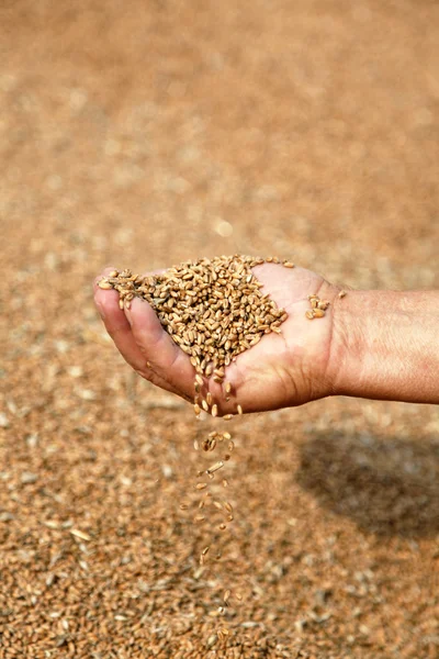 Buğday ve yaşlı çiftçinin elleri — Stok fotoğraf