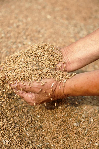 Buğday ve yaşlı çiftçinin elleri — Stok fotoğraf