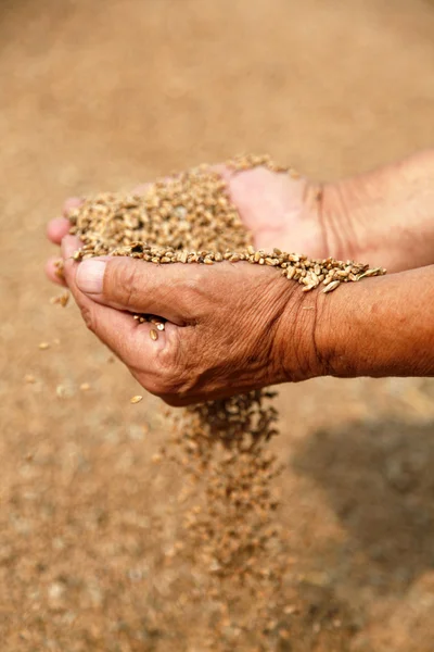 小麦和老农夫的手 — 图库照片