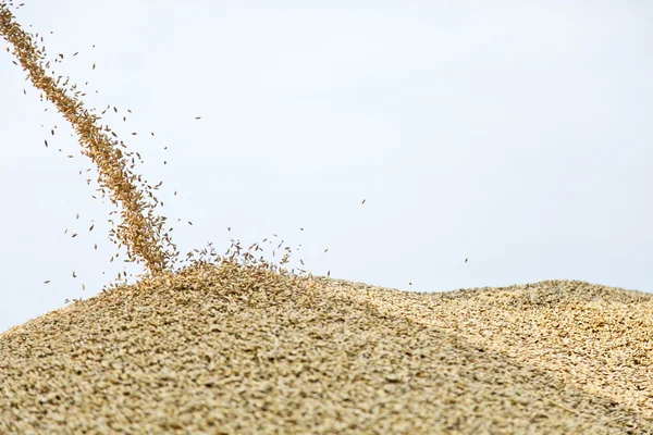 Wheat dropping on hill — Stock Photo, Image