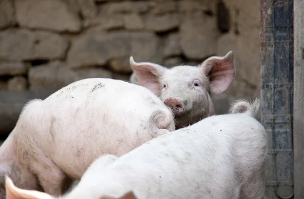 Ukrainian farm pigs — Stock Photo, Image
