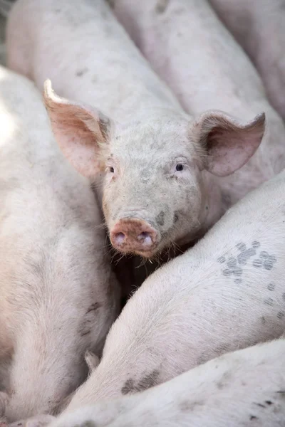 Ukrainian farm pigs — Stock Photo, Image
