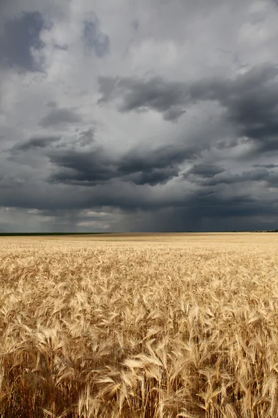 Wheat field at storm — Stock Photo, Image
