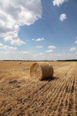 kırsal kesimde altın saman balya