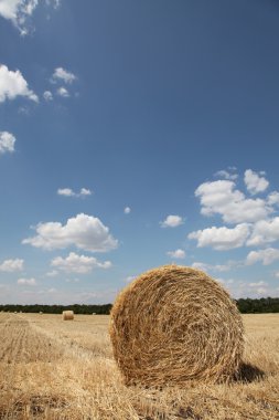 kırsal kesimde altın saman balya