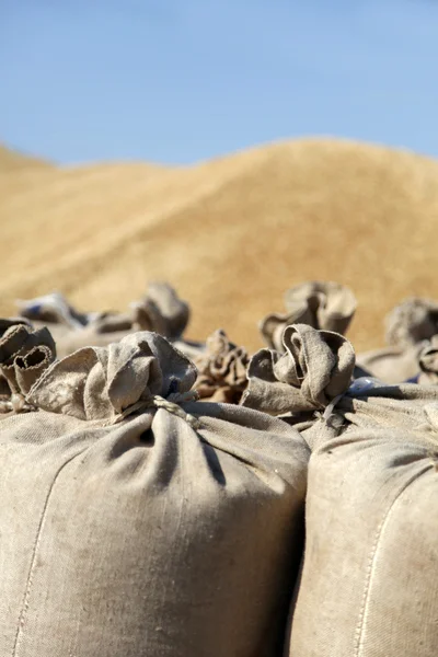 stock image Sack with wheat at outside