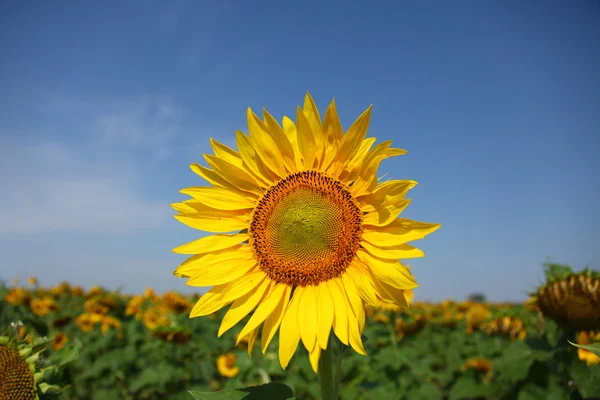 Sunflower and sky — Stock Photo, Image