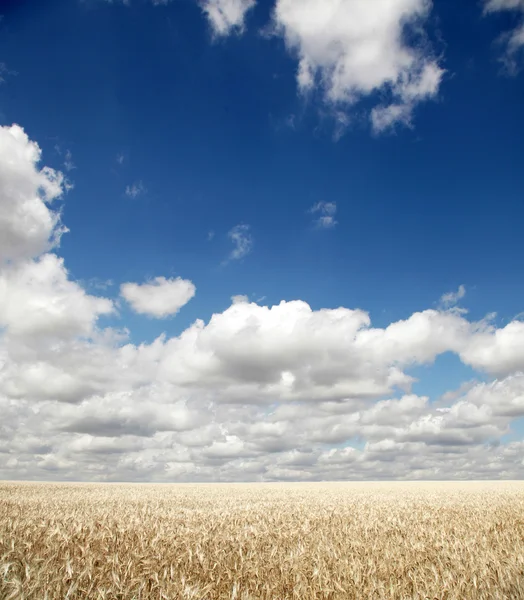 Wolken boven tarweveld — Stockfoto