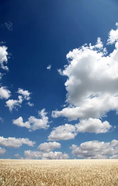 Σύννεφα πάνω από το χωράφι με το σιτάρι — Φωτογραφία Αρχείου