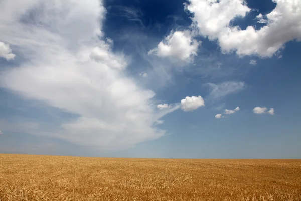 Nuvens sobre o campo de trigo — Fotografia de Stock