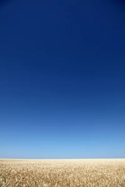 麦田和晴朗的天空 — 图库照片