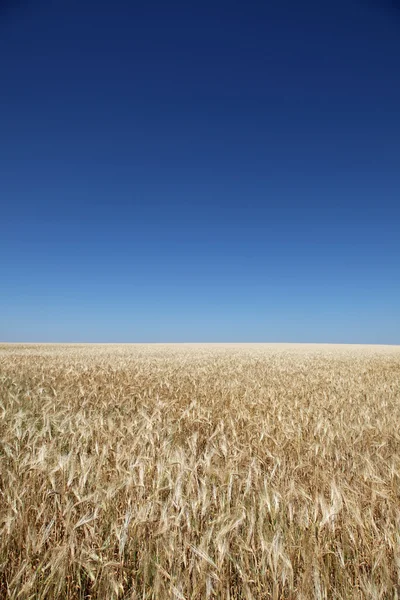 Weizenfeld und klarer Himmel — Stockfoto