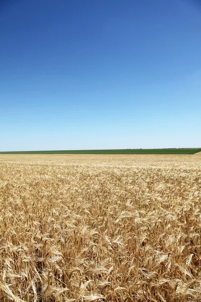 Campo de trigo y cielo despejado — Foto de Stock