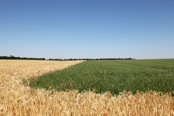 Campo de trigo e céu limpo — Fotografia de Stock
