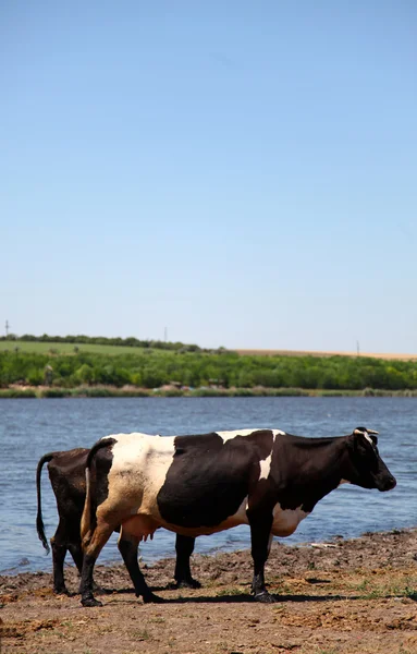 Cows near water — Stock Photo, Image