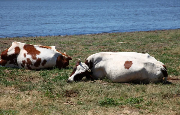Vacas perto da água — Fotografia de Stock