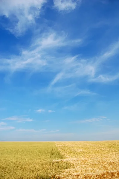 Облака над пшеничным полем — стоковое фото