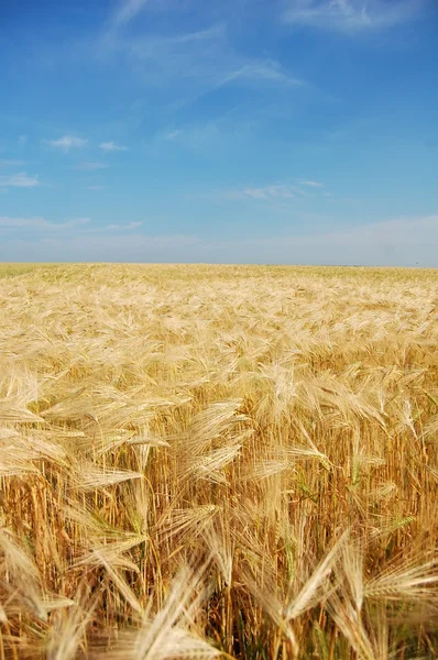 Nuvens sobre o campo de trigo — Fotografia de Stock