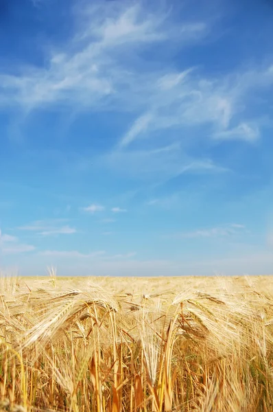 Chmury nad polem pszenicy — Zdjęcie stockowe