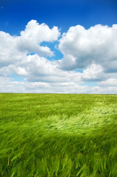 Green field — Stock Photo, Image