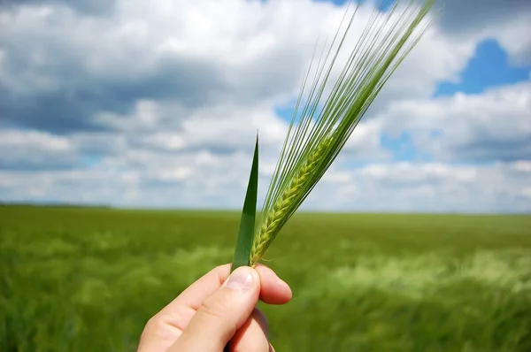 Рука фермера держит зеленый колосок пшеницы . — стоковое фото